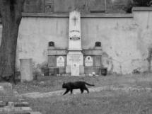 Kočky XVIII. - z cyklu Artefakty, kočky a lidé