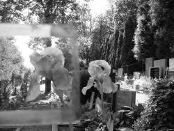Hřbitovní kvítí IV. - z cyklu Artefakty, kočky a lidé