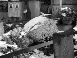 Hřbitovní kvítí XI. - z cyklu Artefakty, kočky a lidé