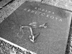 Hřbitovní kvítí XIII. - z cyklu Artefakty, kočky a lidé