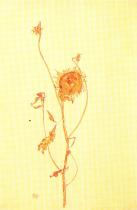 Egon Schiele: Zvadlá slunečnice, 1912
