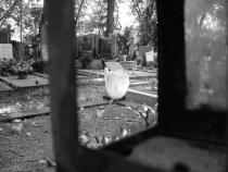 Hřbitovní kvítí